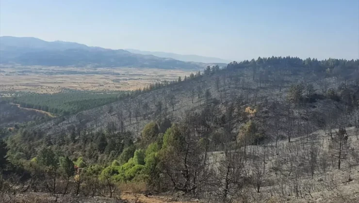 Afyonkarahisar’ın Sandıklı ilçesinde çıkan yangında 20 hektarlık alan zarar gördü