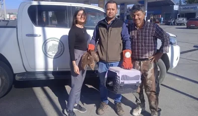 Afyonkarahisar’da Yaralı Kızıl Şahin ve Çakal Kurtarıldı